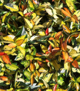 Trachelospermum asiaticum 'Ogon Nishiki'